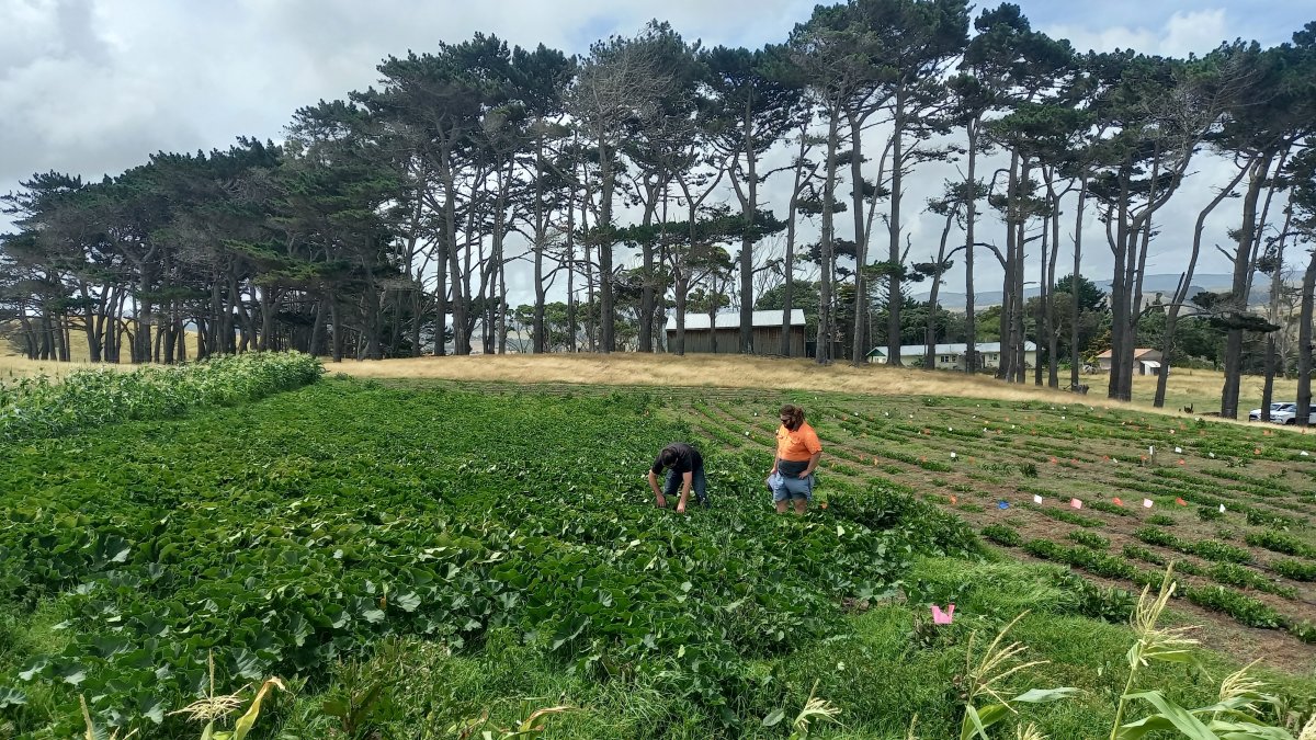 The Latest from the Kaipara Kai Hub team